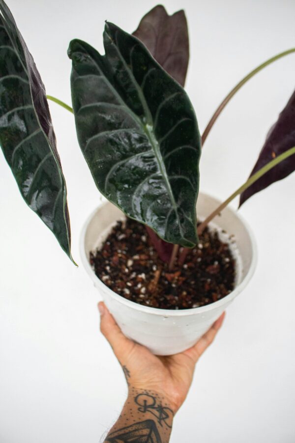 Mszyce w Kwiatach? Domowe Sposoby, Jak Zwalczać Mszyce