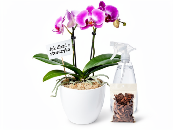 Jak dbać o storczyka – kompletny poradnik pielęgnacji orchidei